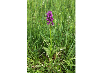 Breitblättriges Knabenkraut (Dactylorhiza majalis) - © Emanuel Trummer